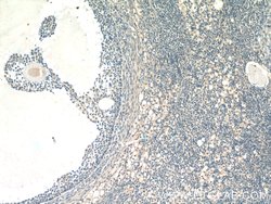 FAM20A Rabbit anti-Human, Mouse, Polyclonal, Proteintech 150 &mu;L; Unconjugated:Antibodies,