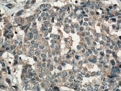 FAM20A Rabbit anti-Human, Mouse, Polyclonal, Proteintech 150 &mu;L; Unconjugated:Antibodies,