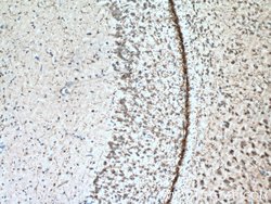 VGLUT2 Rabbit anti-Human, Mouse, Polyclonal, Proteintech:Antibodies:Primary