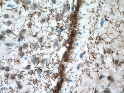 VGLUT2 Rabbit anti-Human, Mouse, Polyclonal, Proteintech:Antibodies:Primary
