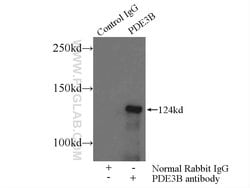 PDE3B Rabbit anti-Human, Polyclonal, Proteintech 20 &mu;L; Unconjugated:Antibodies,