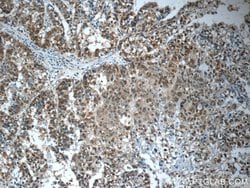CWC15 Rabbit anti-Human, Mouse, Polyclonal, Proteintech:Antibodies:Primary