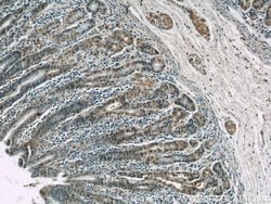 CWC15 Rabbit anti-Human, Mouse, Polyclonal, Proteintech:Antibodies:Primary