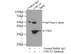 CWC15 Rabbit anti-Human, Mouse, Polyclonal, Proteintech:Antibodies:Primary