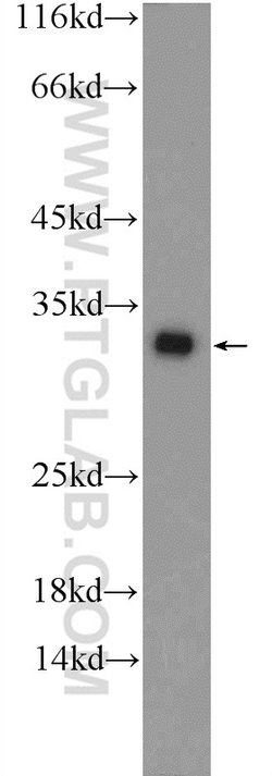 CWC15 Rabbit anti-Human, Mouse, Polyclonal, Proteintech:Antibodies:Primary