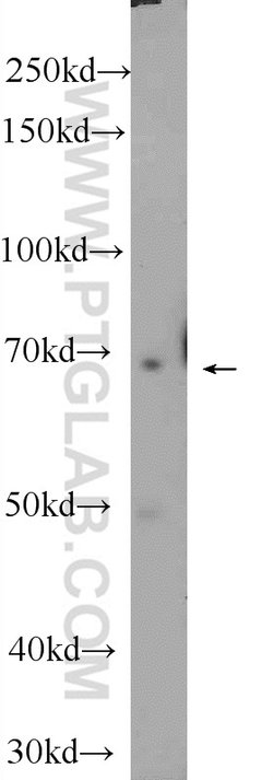 ZNF460 Rabbit anti-Human, Polyclonal, Proteintech:Antibodies:Primary Antibodies