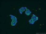 Thumbnail_EPRS Rabbit anti-Human, Polyclonal, Proteintech 20 &mu;L; Unconjugated:Antibodies,