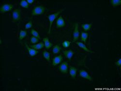 DYNC1LI1 Rabbit anti-Human, Polyclonal, Proteintech 150 &mu;L; Unconjugated:Antibodies,