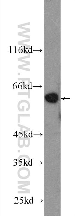 DYNC1LI1 Rabbit anti-Human, Polyclonal, Proteintech 150 &mu;L; Unconjugated:Antibodies,