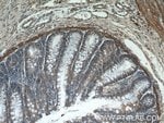 Thumbnail_HIGD1B Rabbit anti-Human, Polyclonal, Proteintech:Antibodies:Primary Antibodies