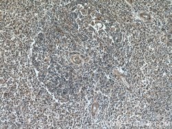 YOD1 Rabbit anti-Human, Polyclonal, Proteintech 150 &mu;L; Unconjugated:Antibodies,