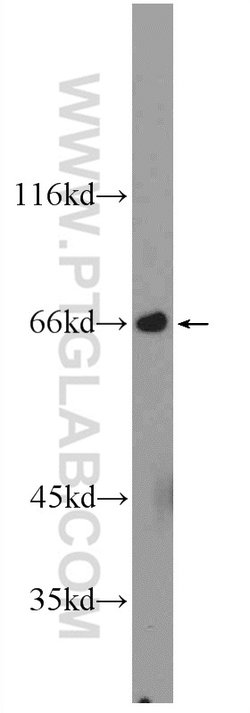 MTF1 Rabbit anti-Human, Mouse, Polyclonal, Proteintech:Anticorps:Anticorps