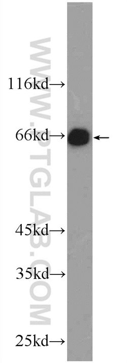 MTF1 Rabbit anti-Human, Mouse, Polyclonal, Proteintech:Anticorps:Anticorps