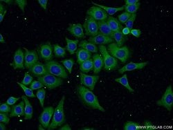 FAM160B1 Rabbit anti-Human, Polyclonal, Proteintech 150 &mu;L; Unconjugated:Antibodies,