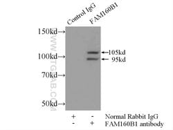 FAM160B1 Rabbit anti-Human, Polyclonal, Proteintech 150 &mu;L; Unconjugated:Antibodies,