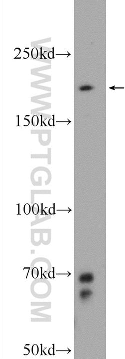 PPRC1 Rabbit anti-Human, Mouse, Polyclonal, Proteintech 150 &mu;L; Unconjugated:Antibodies,