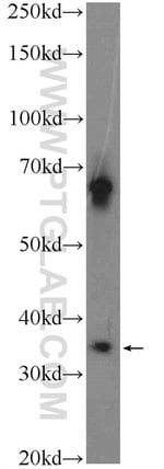 Thumbnail_C1orf56 Rabbit anti-Human, Mouse, Polyclonal, Proteintech:Antibodies:Primary