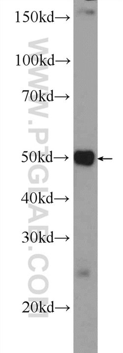SCML4 Rabbit anti-Human, Mouse, Polyclonal, Proteintech 150 μL; Unconjugated:Antibodies,
