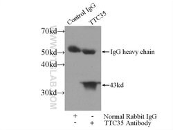 TTC35 Rabbit anti-Human, Mouse, Rat, Polyclonal, Proteintech:Antibodies:Primary