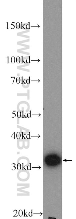 DNAJC9 Rabbit anti-Human, Polyclonal, Proteintech 150 &mu;L; Unconjugated:Antibodies,