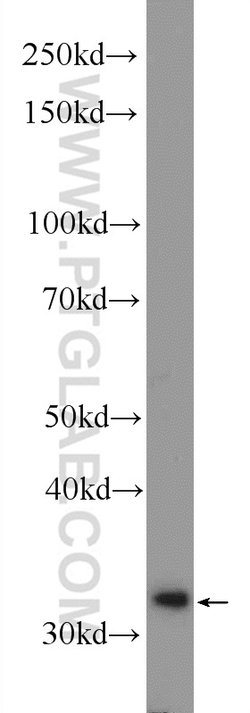 DNAJC9 Rabbit anti-Human, Polyclonal, Proteintech 150 &mu;L; Unconjugated:Antibodies,