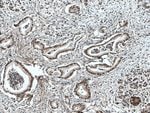 Thumbnail_TWIST1 Rabbit anti-Human, Mouse, Polyclonal, Proteintech 20 &mu;L; Unconjugated:Antibodies,