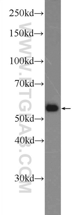 SAAL1 Rabbit anti-Human, Polyclonal, Proteintech 150 &mu;L; Unconjugated:Antibodies,