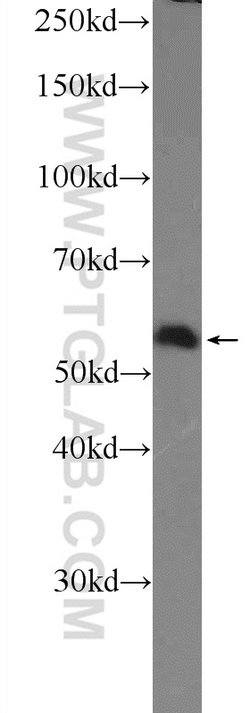 SAAL1 Rabbit anti-Human, Polyclonal, Proteintech 150 &mu;L; Unconjugated:Antibodies,