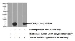 UCMA Rabbit anti-Human, Polyclonal, Proteintech 150 μL; Unconjugated:Antibodies,