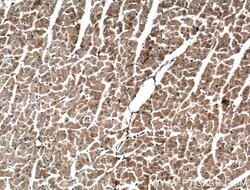 TMEM102 Rabbit anti-Human, Mouse, Polyclonal, Proteintech 20 &mu;L; Unconjugated:Antibodies,