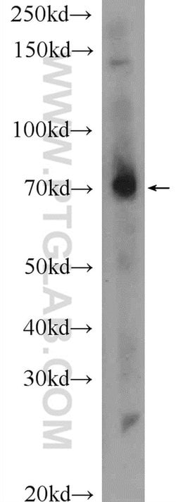 MPZL3 Rabbit anti-Human, Mouse, Polyclonal, Proteintech 150 &mu;L; Unconjugated:Antibodies,