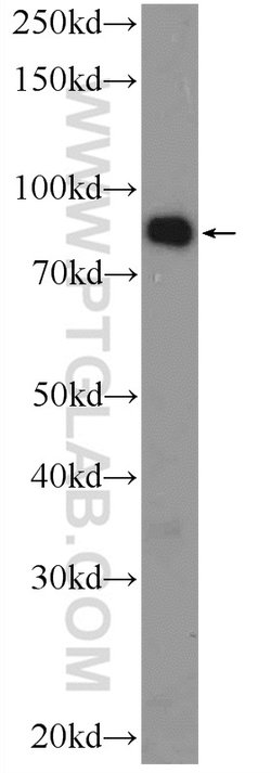 PGBD1 Rabbit anti-Human, Mouse, Polyclonal, Proteintech:Antibodies:Primary