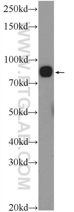 PGBD1 Rabbit anti-Human, Mouse, Polyclonal, Proteintech:Antibodies:Primary