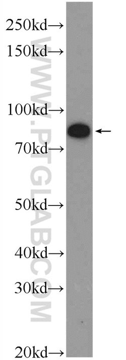 PGBD1 Rabbit anti-Human, Mouse, Polyclonal, Proteintech:Antibodies:Primary