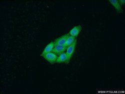 MCP1 Rabbit anti-Human, Polyclonal, Proteintech 150 &mu;L; Unconjugated:Antibodies,