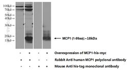 MCP1 Rabbit anti-Human, Polyclonal, Proteintech 150 &mu;L; Unconjugated:Antibodies,