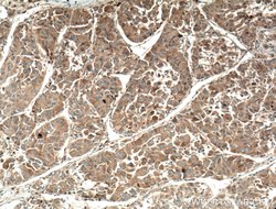 MCP1 Rabbit anti-Human, Polyclonal, Proteintech 150 &mu;L; Unconjugated:Antibodies,