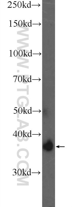 ATRAID Rabbit anti-Human, Mouse, Polyclonal, Proteintech:Anticorps:Anticorps