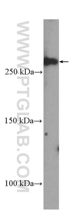 DOPEY1 Rabbit anti-Human, Polyclonal, Proteintech 150 &mu;L; Unconjugated:Antibodies,