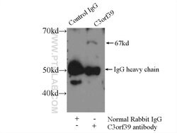 C3orf39 Rabbit anti-Human, Mouse, Rat, Polyclonal, Proteintech 150 &mu;L;