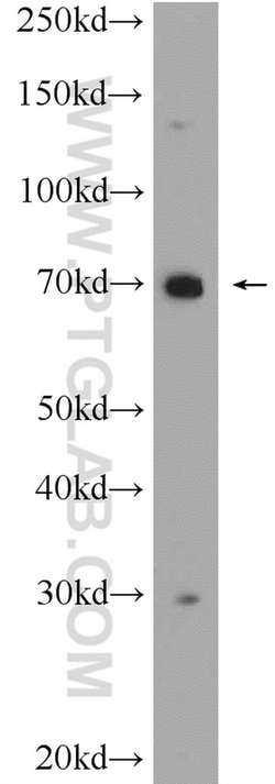 C3orf39 Rabbit anti-Human, Mouse, Rat, Polyclonal, Proteintech 150 &mu;L;