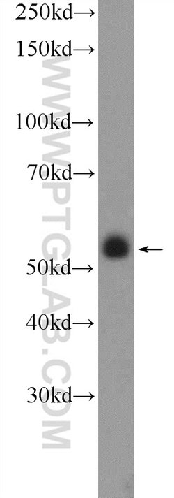 ZNF785 Rabbit anti-Human, Polyclonal, Proteintech 20 &mu;L; Unconjugated:Antibodies,