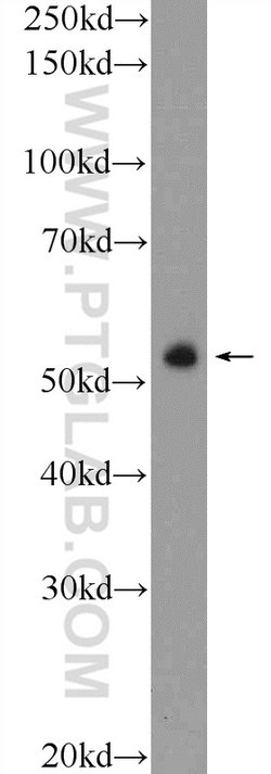 ZNF785 Rabbit anti-Human, Polyclonal, Proteintech 20 &mu;L; Unconjugated:Antibodies,