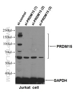 PRDM15 Rabbit anti-Human, Polyclonal, Proteintech 150 &mu;L; Unconjugated:Antibodies,