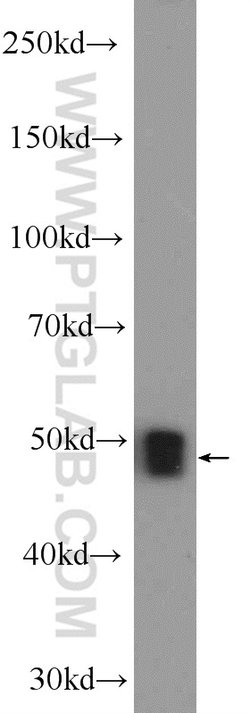 ZNF323 Rabbit anti-Human, Mouse, Polyclonal, Proteintech 20 &mu;L; Unconjugated:Antibodies,