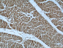 ASB13 Rabbit anti-Human, Mouse, Polyclonal, Proteintech 150 &mu;L; Unconjugated:Antibodies,