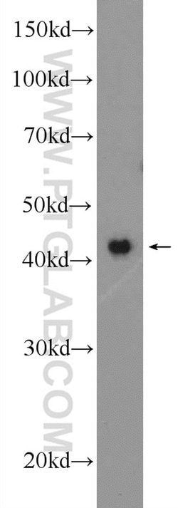 OMCG1 Rabbit anti-Human, Polyclonal, Proteintech:Antibodies:Primary Antibodies