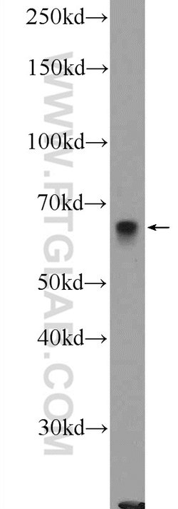 ZBTB22 Rabbit anti-Human, Mouse, Polyclonal, Proteintech 150 &mu;L; Unconjugated:Antibodies,