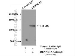 DENND1A Rabbit anti-Human, Polyclonal, Proteintech:  