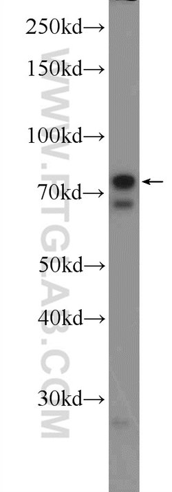 ZNF668 Rabbit anti-Human, Polyclonal, Proteintech 150 &mu;L; Unconjugated:Antibodies,